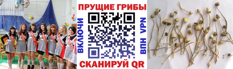 Галлюциногенные грибы Psilocybine cubensis  закладки  Краснокамск 
